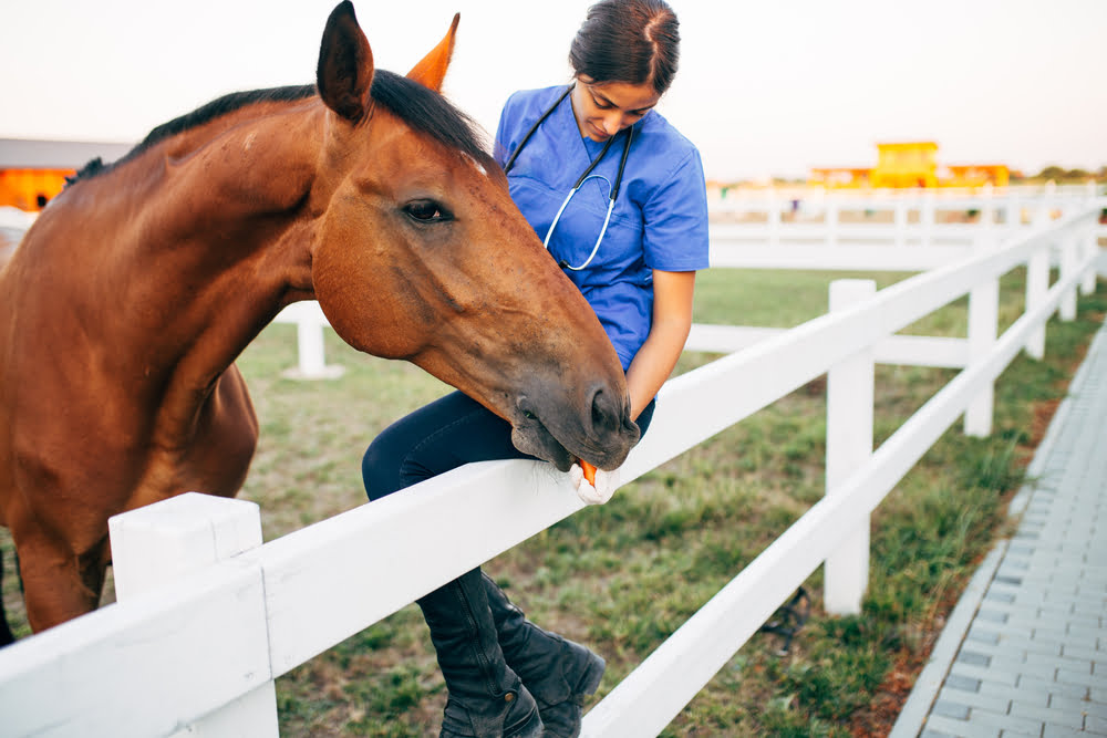 Cassadol Equine Software