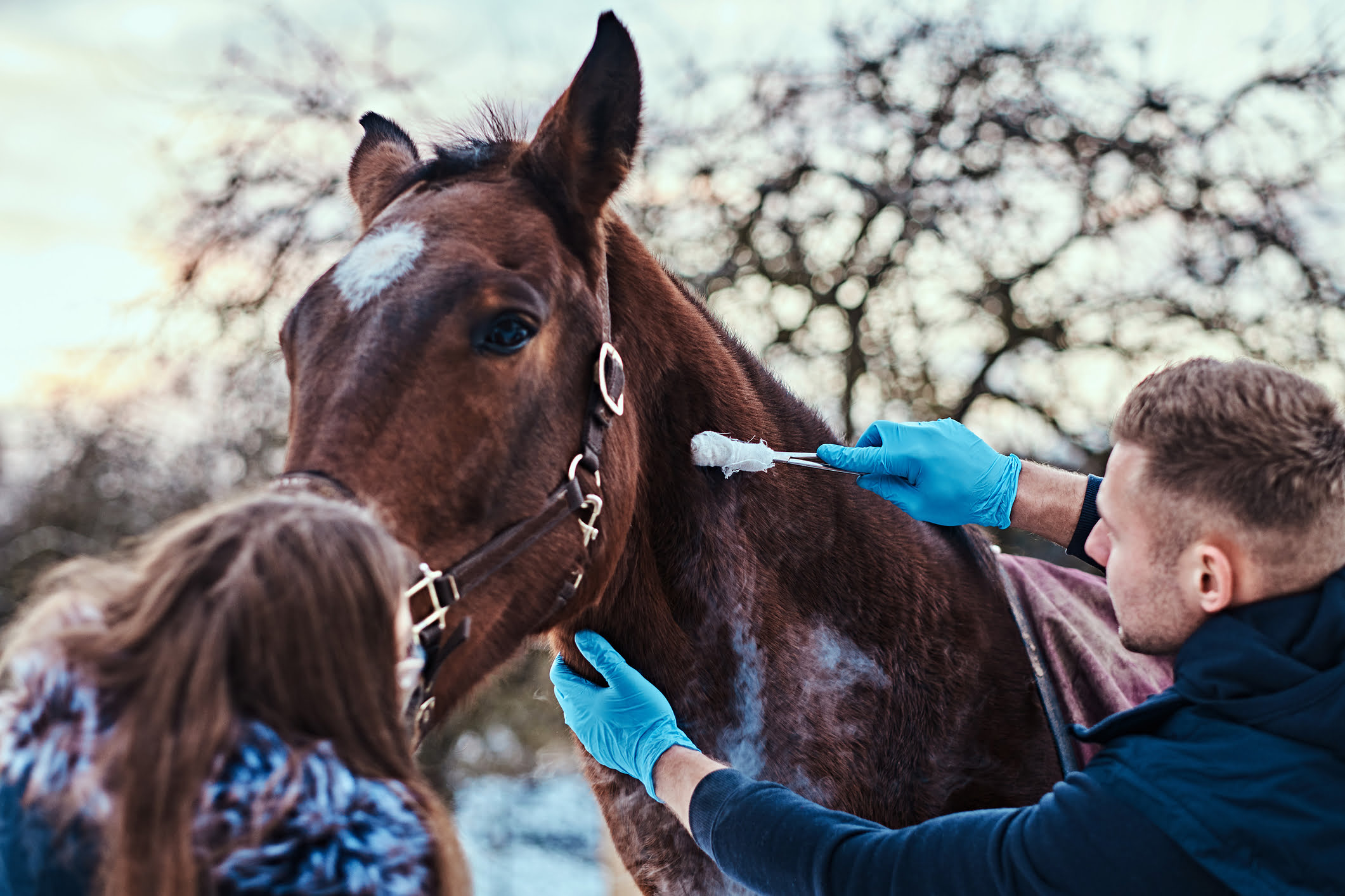 Cassadol Equine Software Cassadol Equine Software