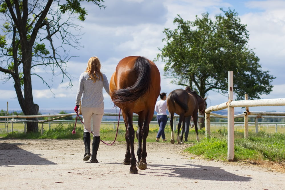 Cassadol Equine Software