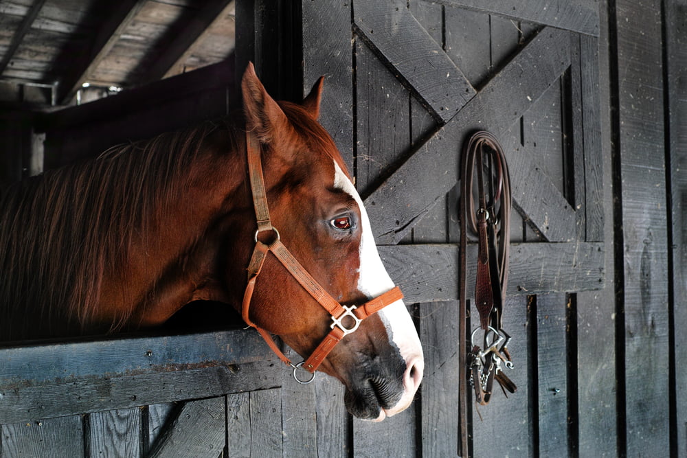 A beautiful brown horse with a white blaze gazes out from its wooden stable, wearing a halter. A leather bridle hangs neatly on the stall door, capturing a calm and rustic barn atmosphere. - Equine Practice Management Software