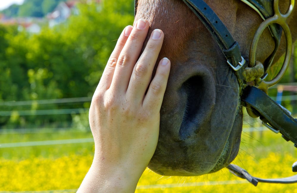 Cassadol Equine Software